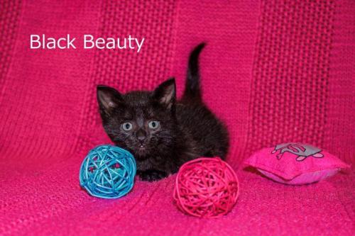 Black-Beauty