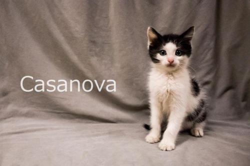 Casanova