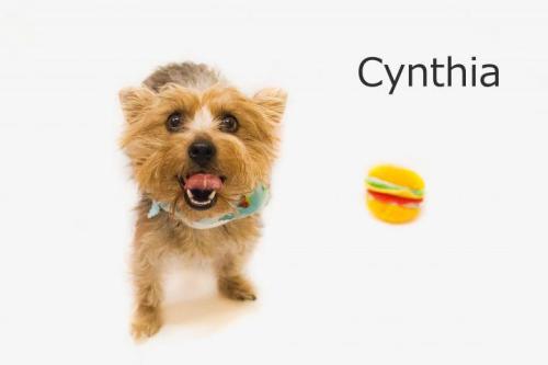Cynthia