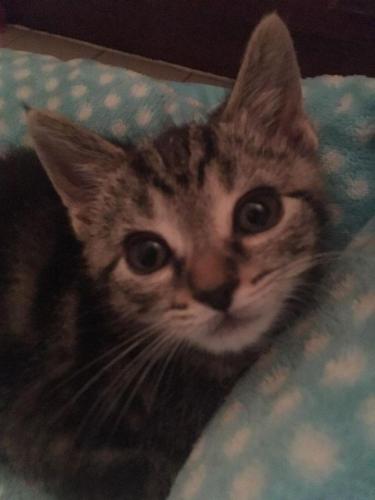 Delilah