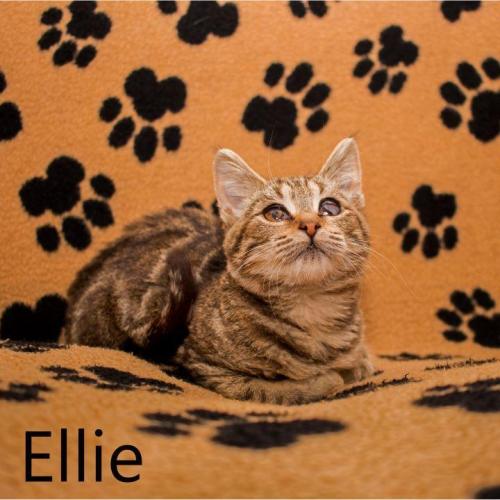 Ellie