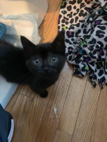 Elvira