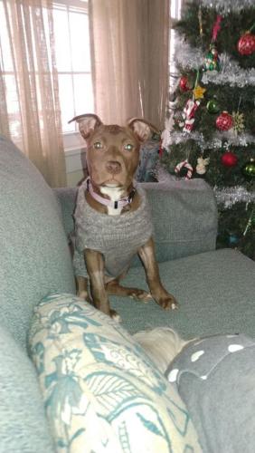 Holly
