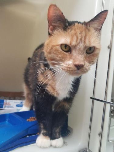 KitKat