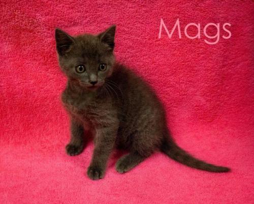 Mags