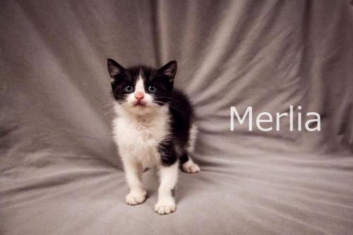 Merlia