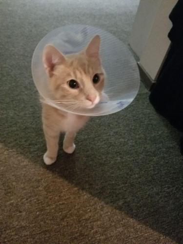 Milo