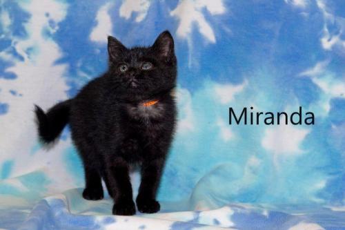 Miranda