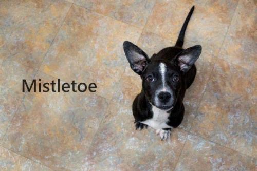 Mistletoe