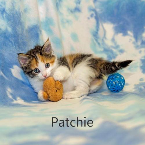 Patchacholi