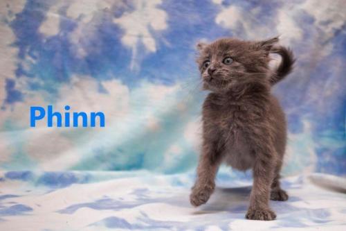 Phinn