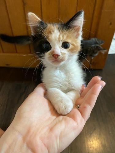 Pretzel