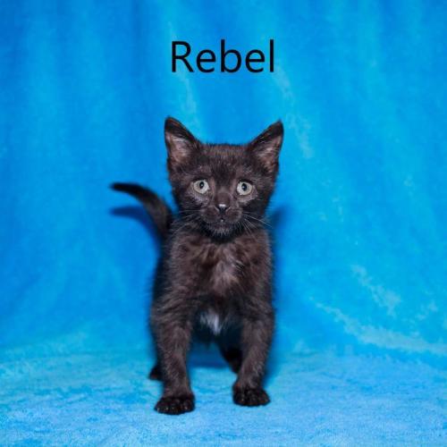 Rebel