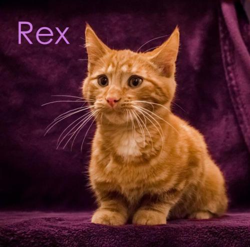 Rex