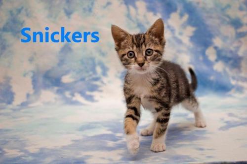 Snickers