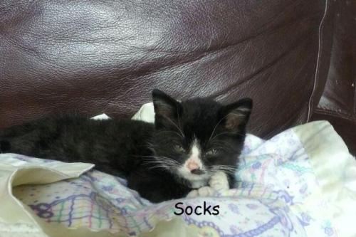 Socks