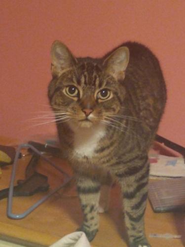 Stumpy