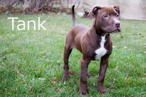 Tank