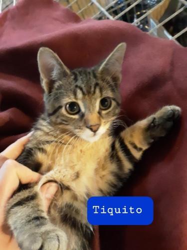 Tiquito