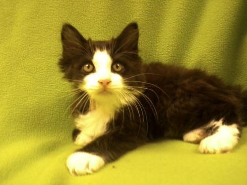 Tux